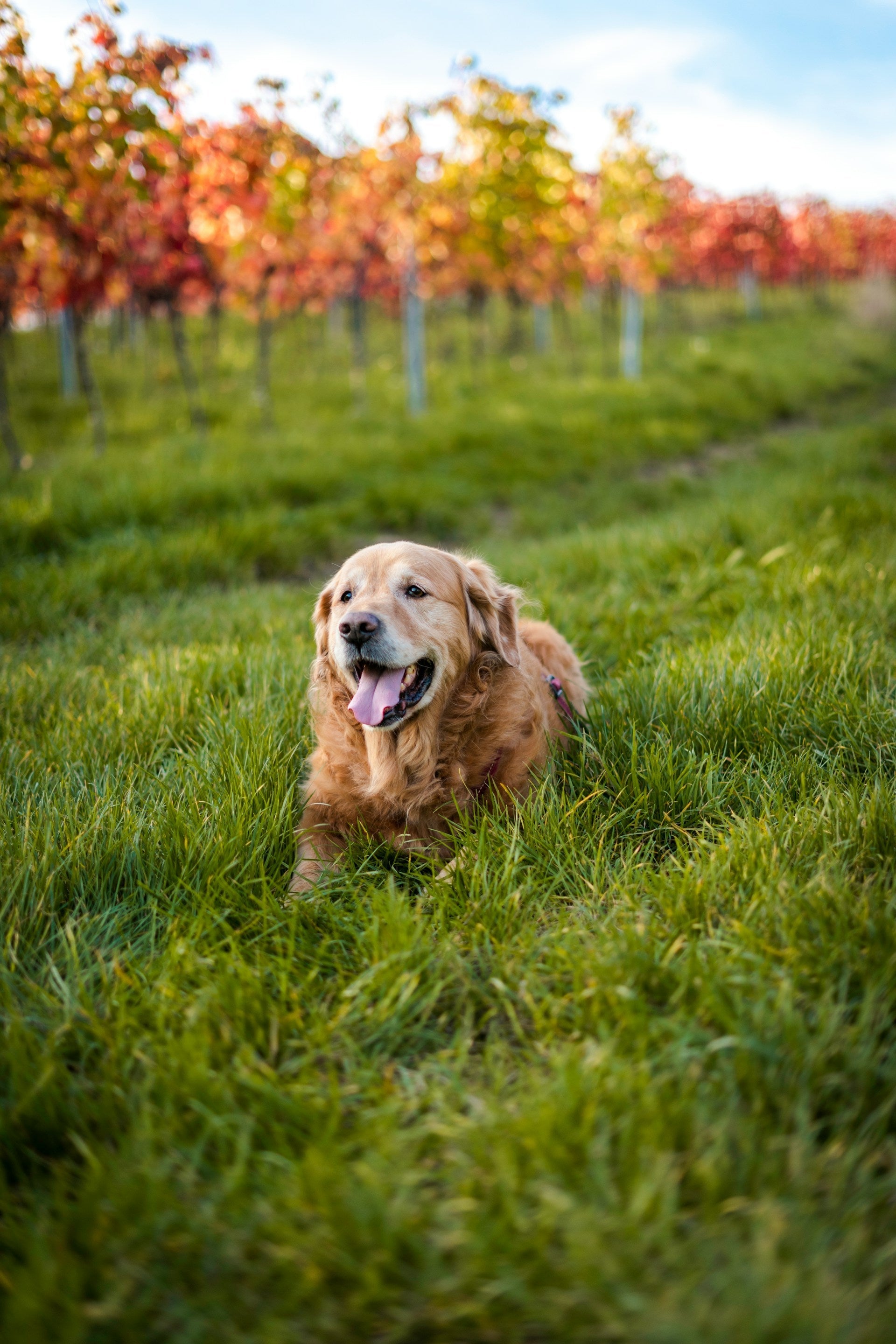 Pet Memorial Plaques to Honour a Beloved Companion